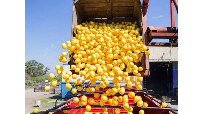 Limones