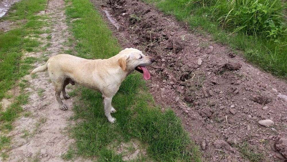 Buscan a Toto, el perro compañero de una niña con autismo