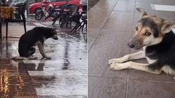 La perrita estaba fuera de casa durante ocho meses y la historia se viralizó.