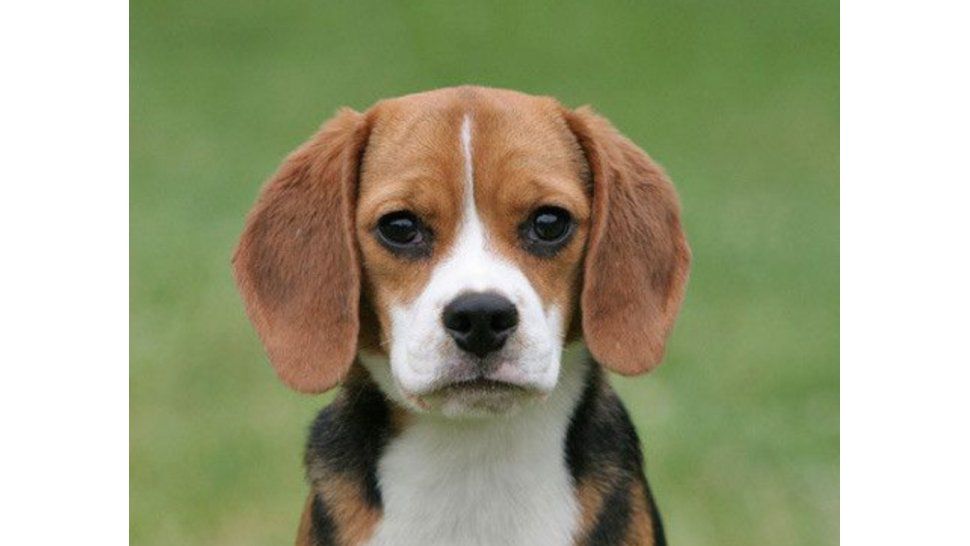 Perro
