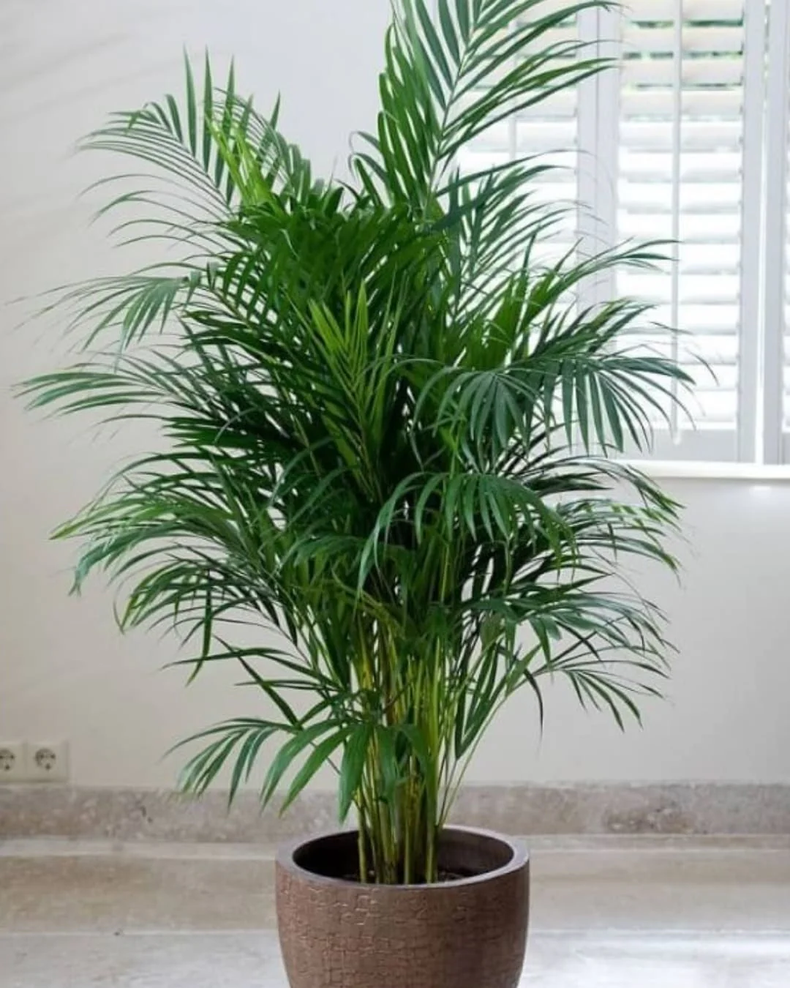 Kentia es una planta de hojas largas, pero don una base estrecha