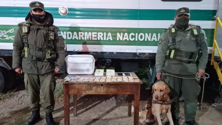 El perrito Limón encontró cocaína en un remís. /Prensa Gendarmería
