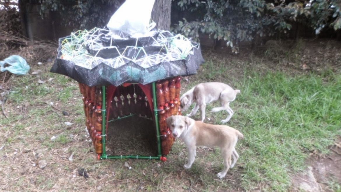 Todo Jujuy | casa perro callejero 21.jpg
