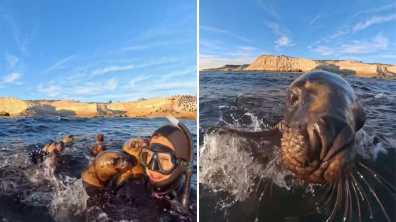Un buceador se sumergió en Puerto Madryn y quedó rodeado de lobos marinos.