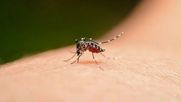 Casos de chikungunya en Jujuy. Casos de chikungunya en Jujuy.