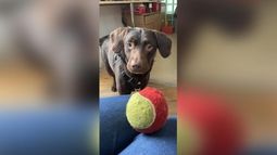 Reino Unido: un perro está siendo tratado por alcoholismo.&nbsp;