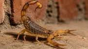 Picadurasde alacranes (Foto generada con IA)