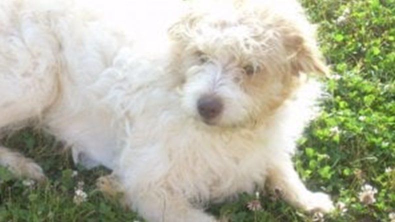 Un italiano le dejó una herencia millonaria a su perro