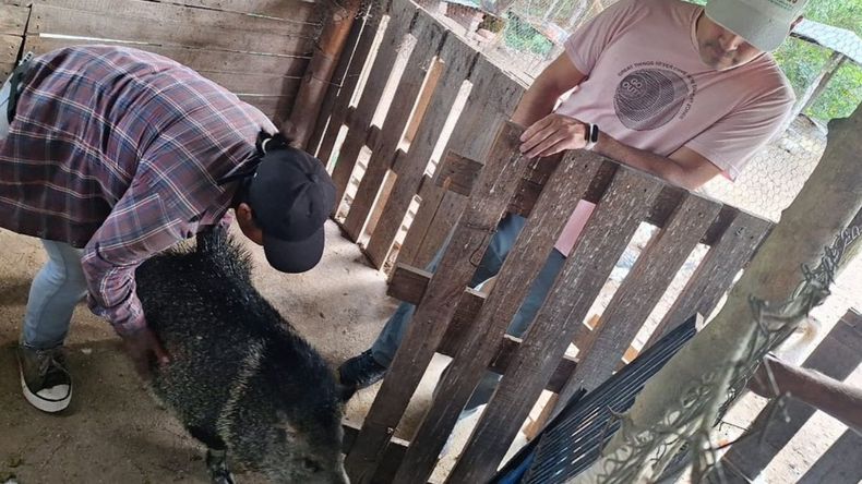 Rescataron un ejemplar de pecarí de collar en Palpalá