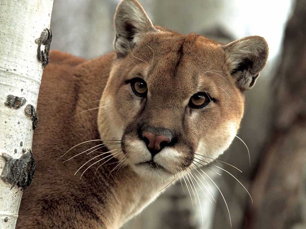 Puma