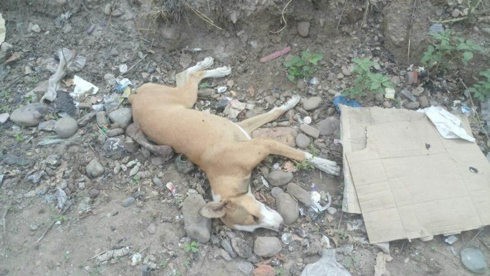 Crueldad y dolor en Perico: envenenaron a más de 20 perros y aparecieron muertos