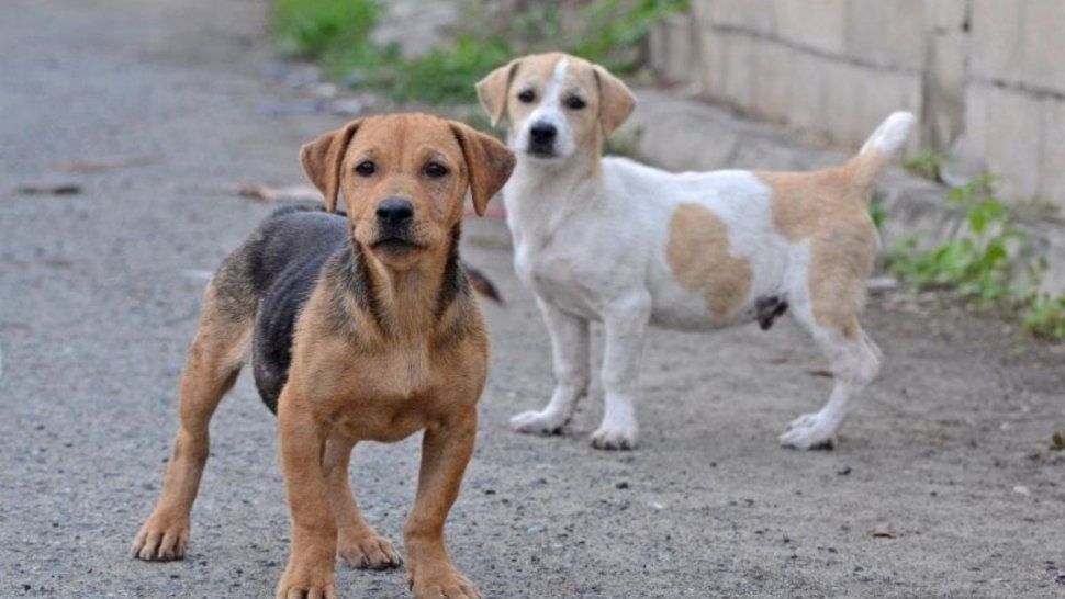 Apuñalaron a una mascota en Alto Comedero