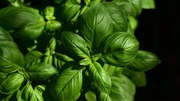 Trucos caseros para limpiar las hojas de tus plantas y mantenerlas sanas