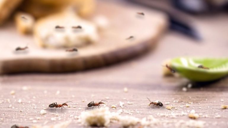 9 truques para evitar que insetos invadam sua cozinha