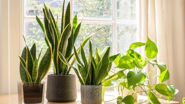 5 plantas que generan el efecto ventilador y refrescan la casa en verano.