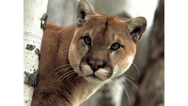 Puma