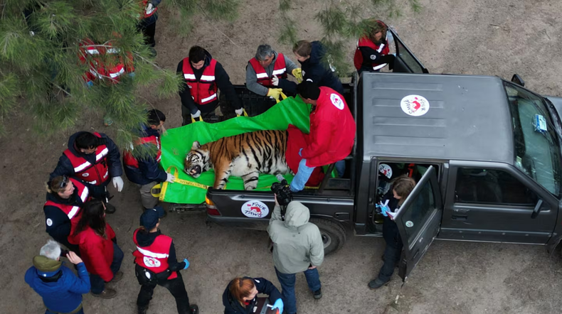 Los 30 animales, tigres y leones, que se encontraban en el ex Zoológico de Luján fueron trasladados en un operativo que se puso