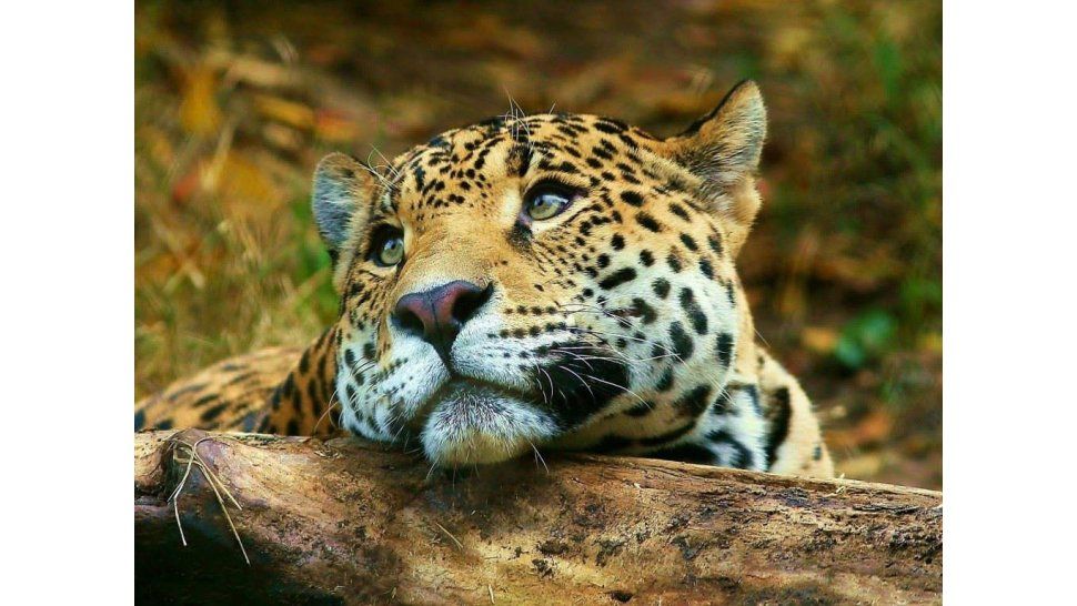 Fauna Salvaje