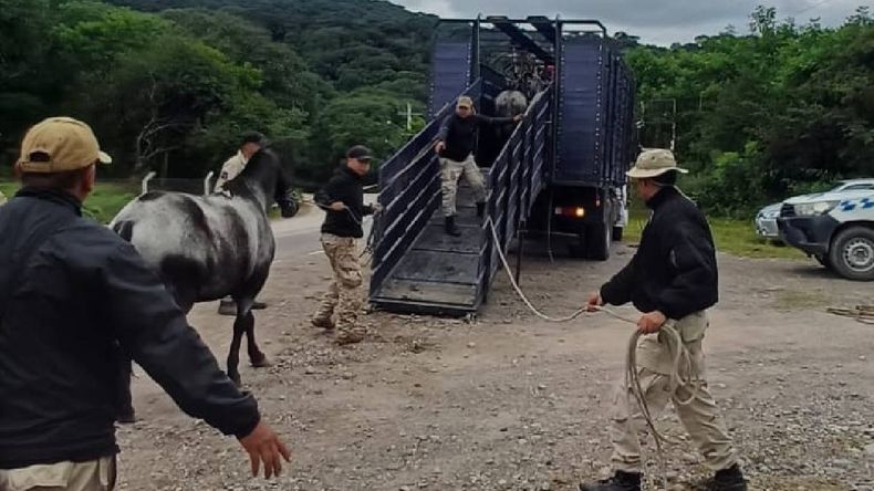 Secuestran ocho caballos sueltos en rutas de El Carmen