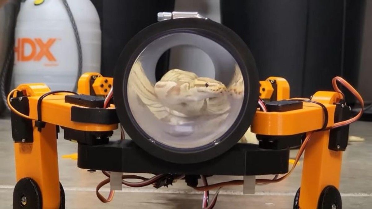 Un youtuber consiguió que una serpiente camine con piernas robóticas.&nbsp;