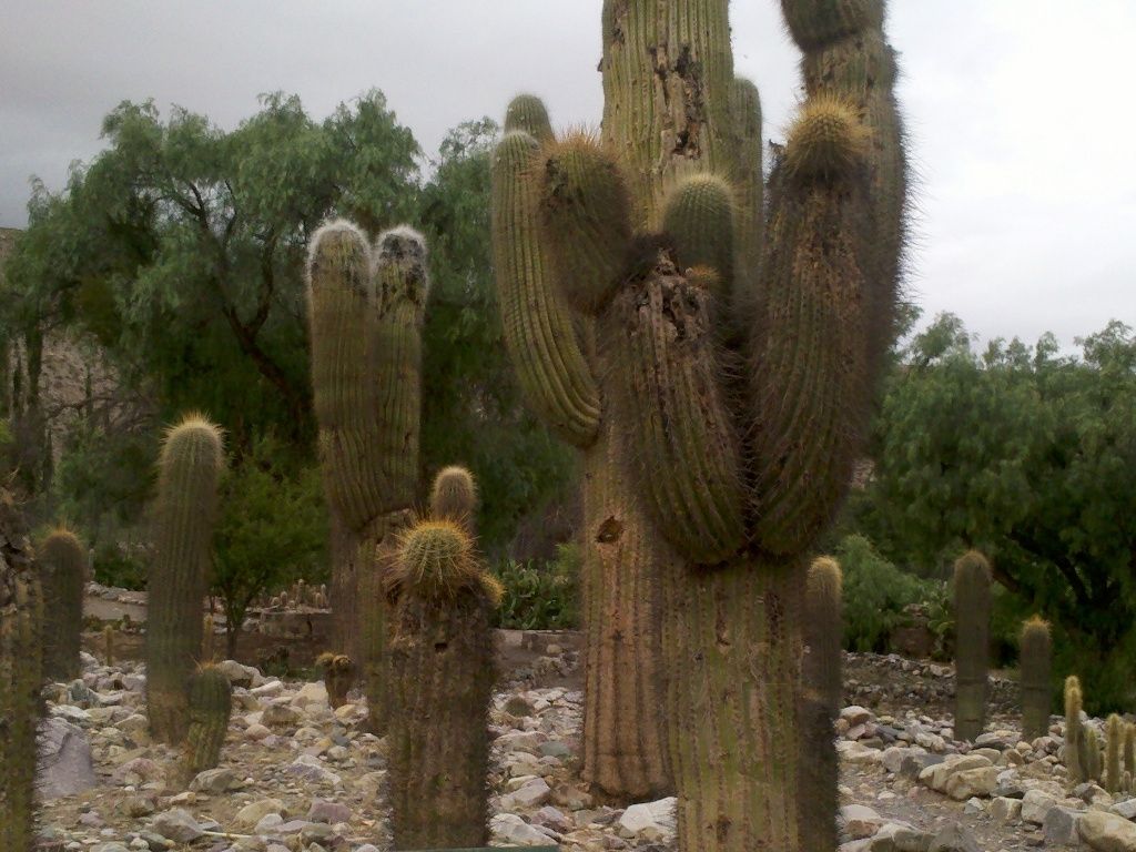 Protección del cardón