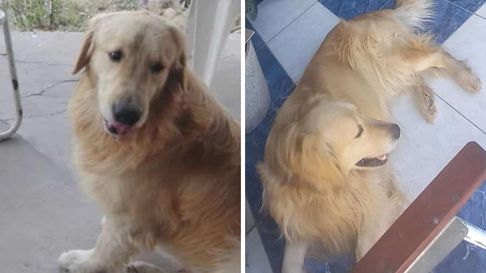 Todo Jujuy | perrito.jpg