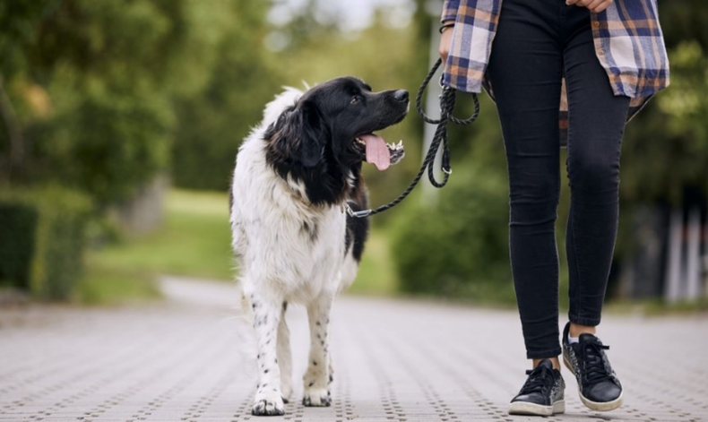 Una, dos o tres veces al día. Sacar a&nbsp;pasear al perro&nbsp;es una obligación relacionada con sus necesidades fisiológicas, que todo amo conoce y debe respetar. Sin embargo, estas&nbsp;caminatas&nbsp;deben durar más que cinco minutos y, en lo posible, incluir juegos en un parque, por ejemplo