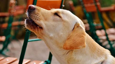 Todo Jujuy | Qué significa que mi perro aúlle según la Inteligencia Artificial