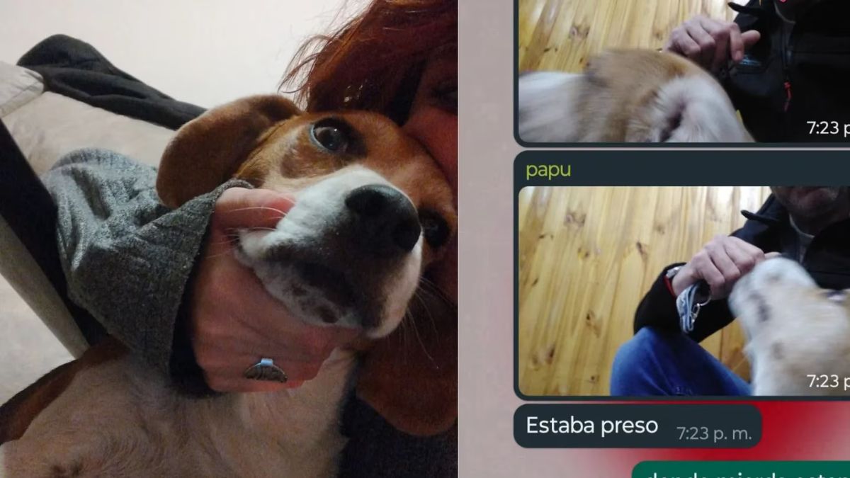 Su perro se escapó y su papá lo encontró en la comisaría.