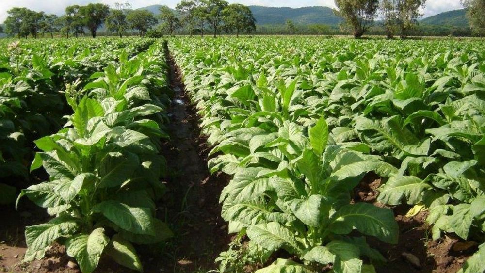 Hoy comienzan las reuniones en Salta para definir el precio del tabaco en toda la región