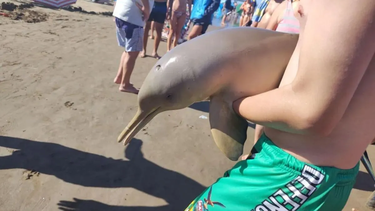 Delfín en Mar del Tuyú.