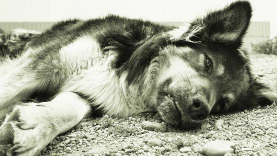Más castraciones evitaría que muchos perros sean sacrificados tras atacar al ganado.&nbsp;