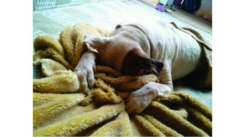 perro