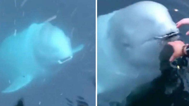 Una ballena recuperó un celular que cayó al mar y se lo regresó a la superficie con él