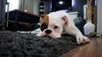Cuidado de la limpieza con mascotas en casa