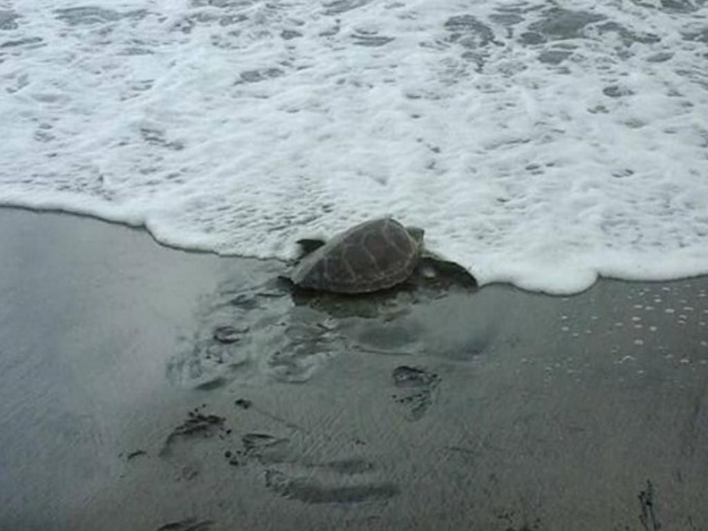 Tortuga salvada