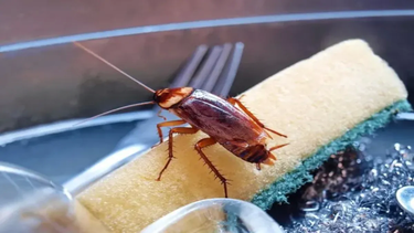 Las cucarachas de la cocina pueden eliminarse con esta novedosa estrategia fácil y económica.