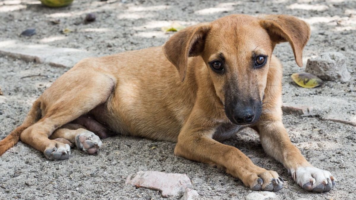 Día Del Perro Callejero ¿por Qué Se Conmemora