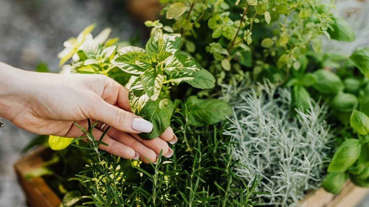 Cuáles son las mejores plantas para los jujeños: un especialista dejó los mejores tips