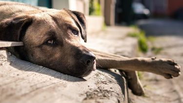 Salta: el maltrato y abandono animal será impedimento para sacar el carnet de conducir.