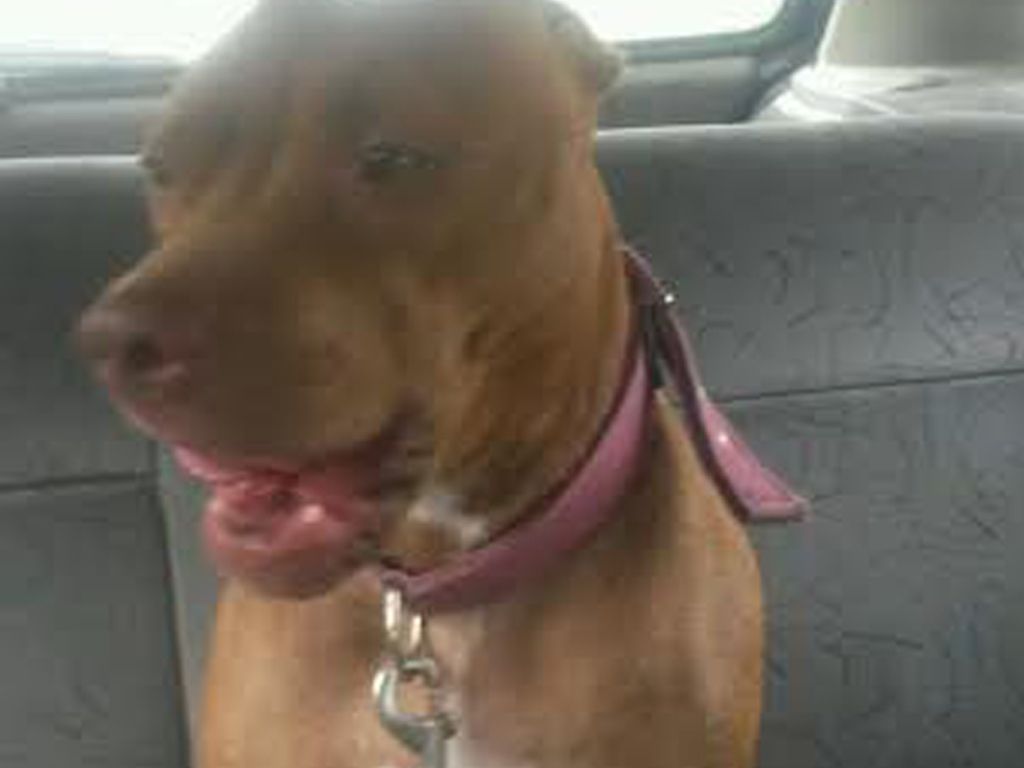 Canela la perrita desaparecida