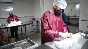 Tras el fin de semana largo, así sigue el cronograma de castraciones esta semana en Jujuy Tras el fin de semana largo, así sigue el cronograma de castraciones esta semana en Jujuy