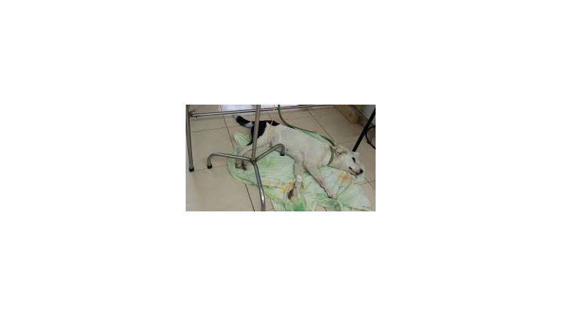 Perrita muere en un aeropuerto esperando a que su dueño regrese