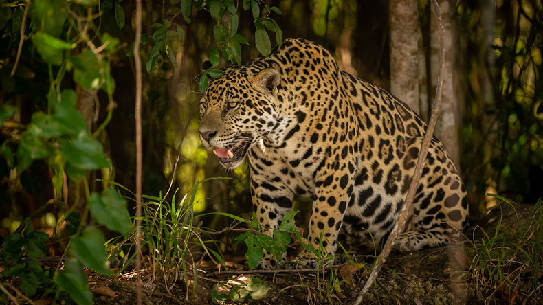 Qaramta fue el primer macho monitoreado en El Impenetrable en 2019, su hallazgo marcó el inicio de una estrategia inédita de recuperación de la especie (Rewilding)