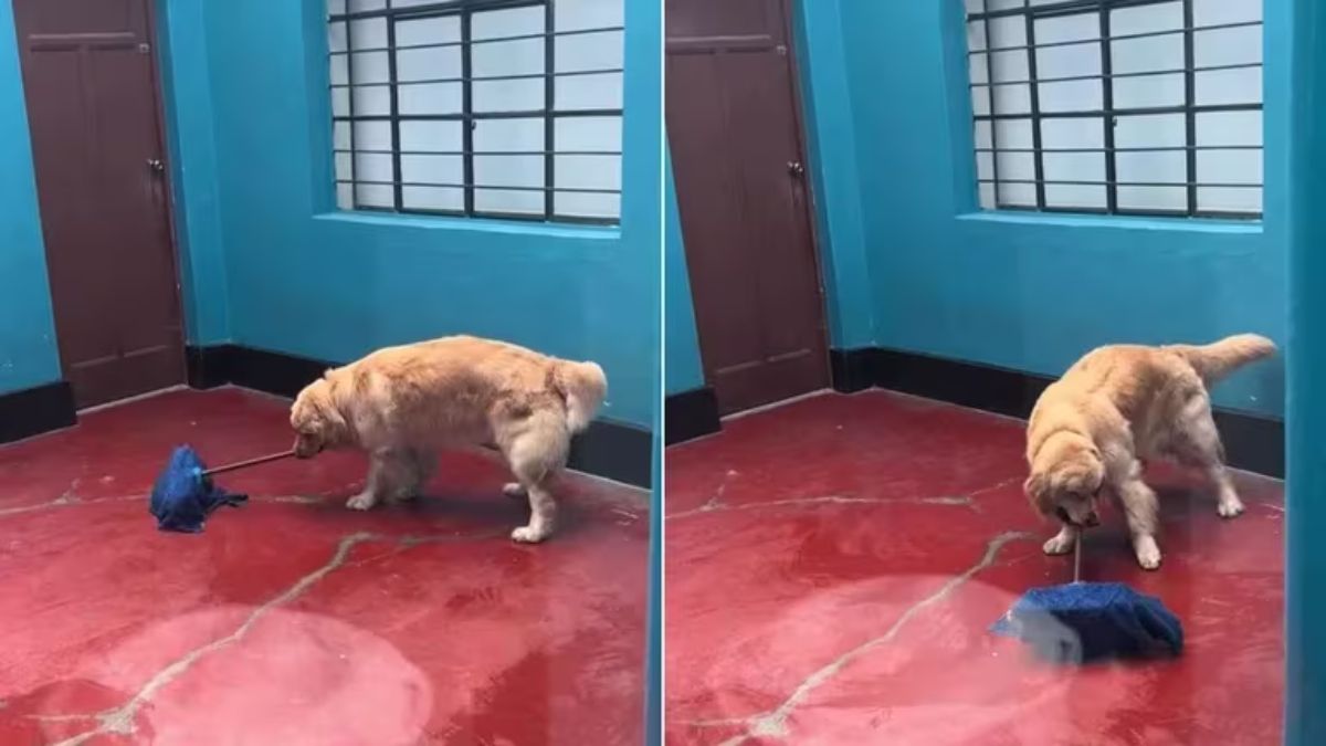 Las redes sociales fueron testigo de una explosión de comentarios que tuvieron lugar a raíz de este video protagonizado por el perro.