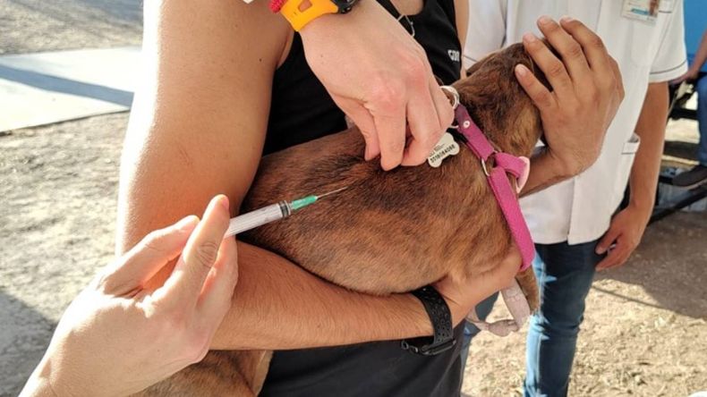 Registro de mascotas y vacunaci&oacute;n antirr&aacute;bica en San Salvador de Jujuy.