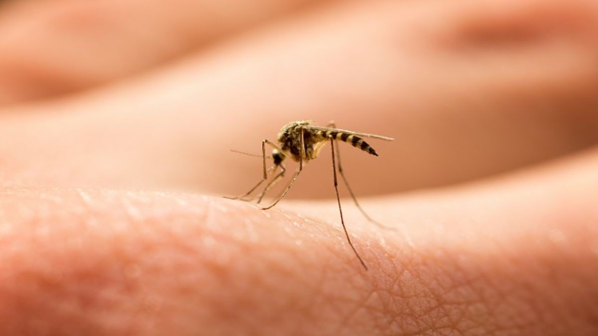 Rebrote de casos de dengue en San Pedro de Jujuy