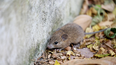 Los roedores contagian hantavirus.
