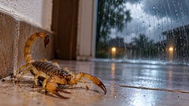 El Niño y los alacranes: por qué las lluvias podrían favorecer su aparición en Jujuy El Niño y los alacranes: por qué las lluvias podrían favorecer su aparición en Jujuy