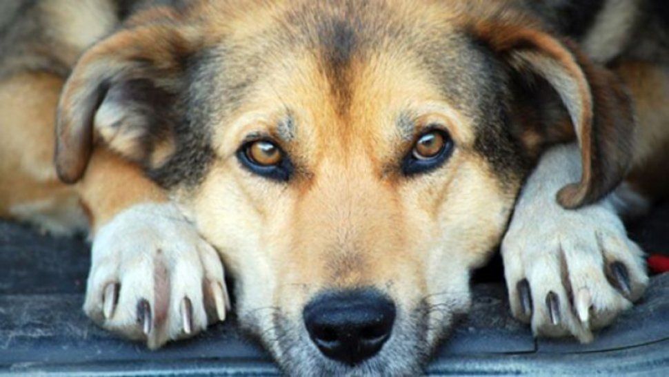 Puso agua y comida para los perros que andan por la calle pero alguien vino y sacó todo